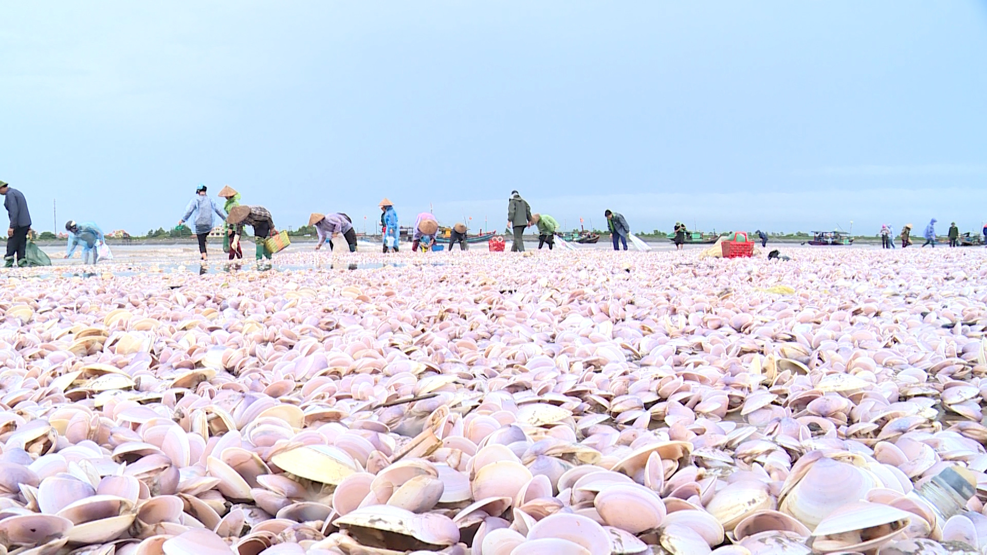 Nam Định khắc phục môi trường sau hàng trăm tấn ngao dạt vào bờ biển - Ảnh 6.