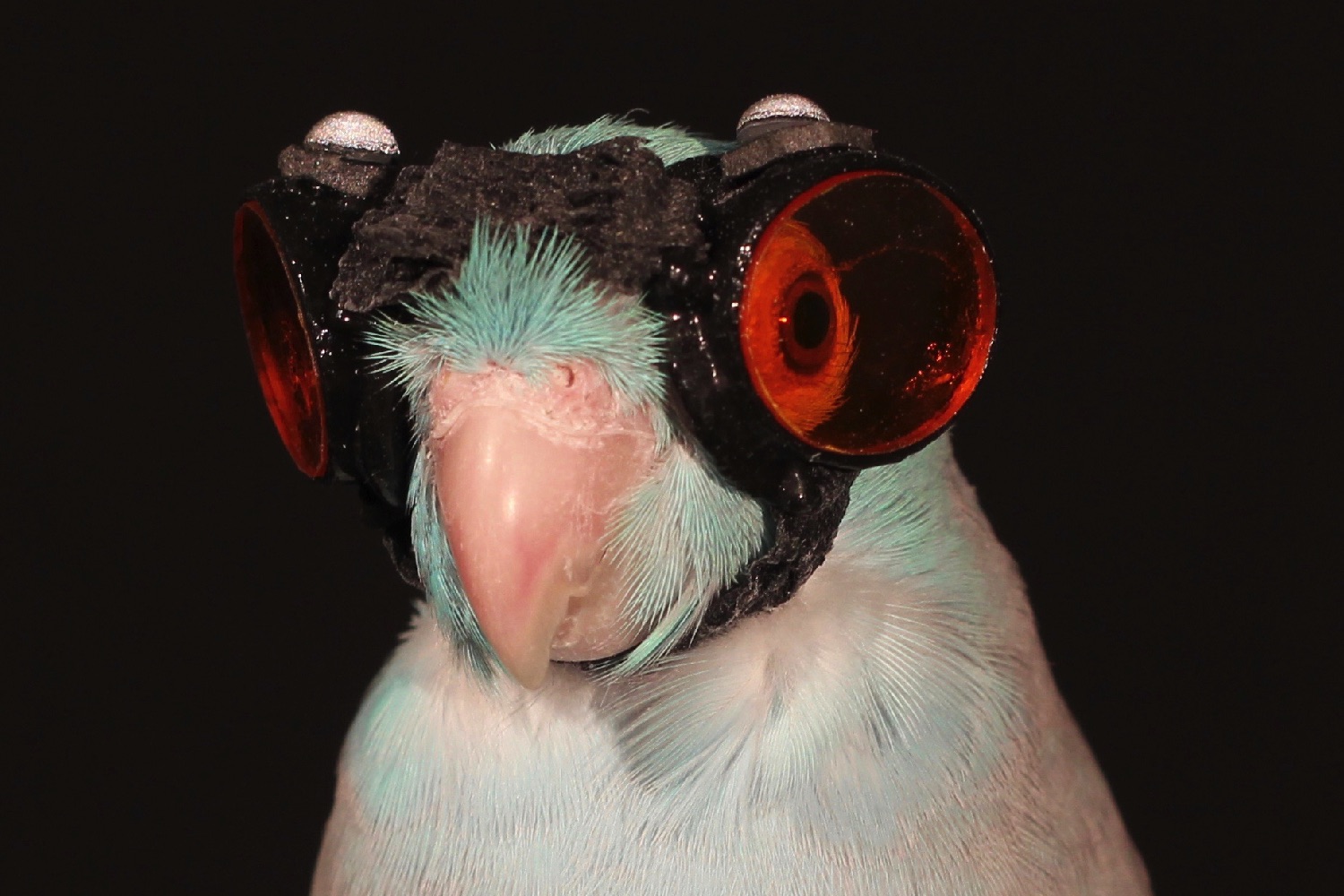 Tại sao các nhà khoa học lại đeo kính bảo hộ cho chim để nghiên cứu về khả năng bay? - Ảnh 3.