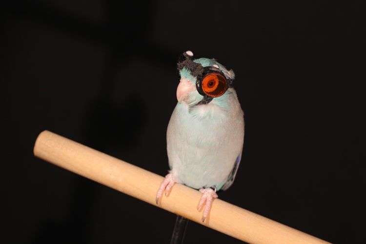 Tại sao các nhà khoa học lại đeo kính bảo hộ cho chim để nghiên cứu về khả năng bay? - Ảnh 1.