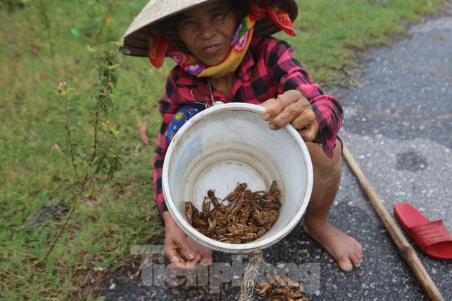 Nông dân Hà Tĩnh kiếm bội tiền nhờ đi săn dế mùa lũ - Ảnh 3.