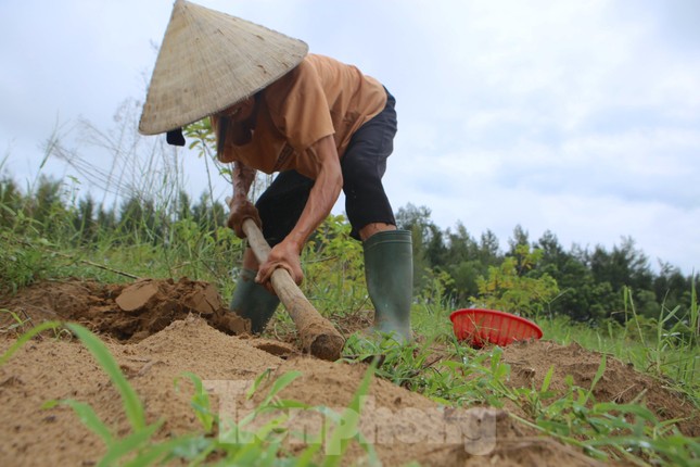 Nông dân Hà Tĩnh kiếm bội tiền nhờ đi săn dế mùa lũ - Ảnh 1.