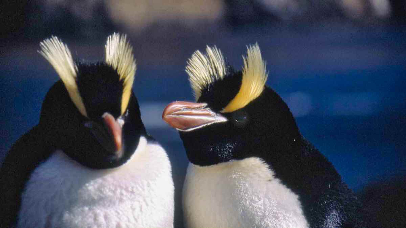 Đau đầu giải mã hành vi kỳ quái của chim cánh cụt New Zealand: Luôn 'chê' và bỏ luôn trứng đầu, chỉ ấp trứng sau - Ảnh 1.