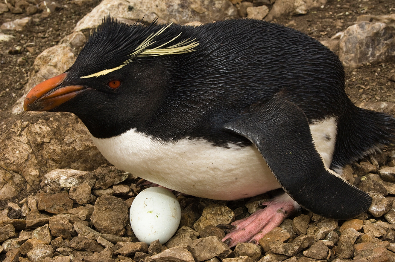 Đau đầu giải mã hành vi kỳ quái của chim cánh cụt New Zealand: Luôn 'chê' và bỏ luôn trứng đầu, chỉ ấp trứng sau - Ảnh 3.