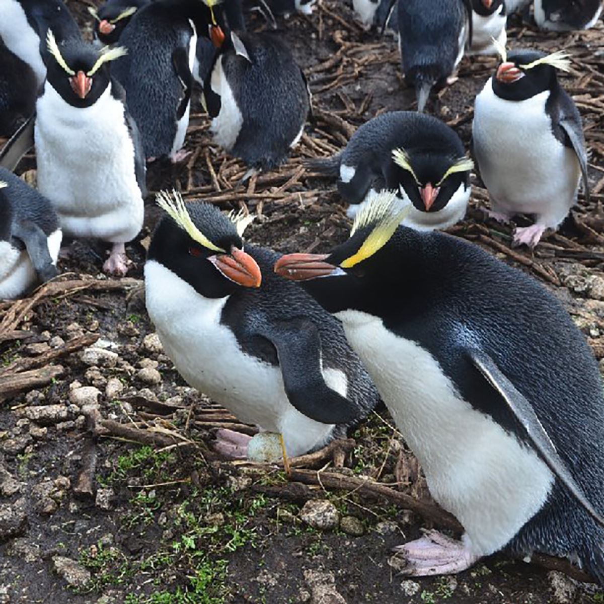 Đau đầu giải mã hành vi kỳ quái của chim cánh cụt New Zealand: Luôn 'chê' và bỏ luôn trứng đầu, chỉ ấp trứng sau - Ảnh 4.