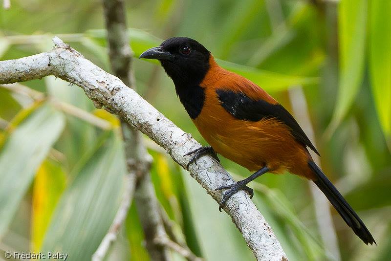 Pitohui: Loài chim đầu tiên và duy nhất trên hành tinh được ghi nhận là loài có độc - Ảnh 3.