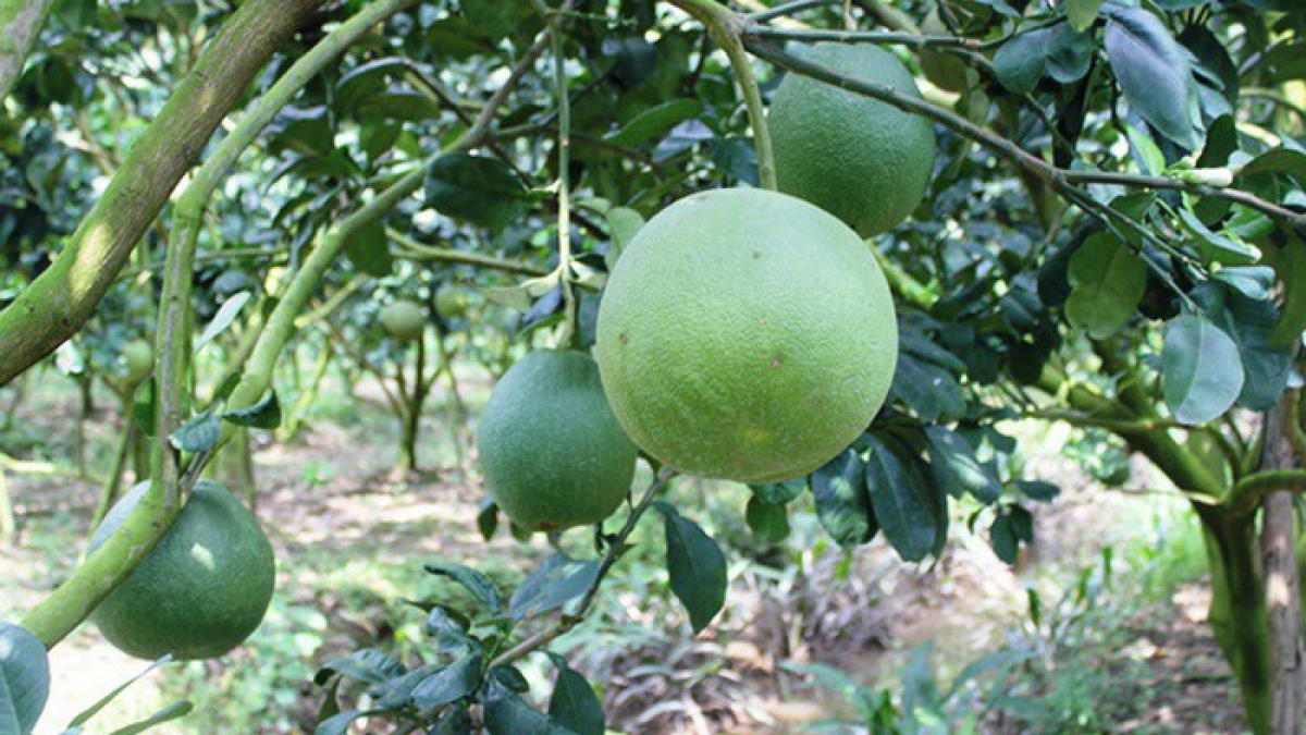 Điểm danh 7 loại trái cây Việt Nam được phép nhập khẩu vào Hoa Kỳ - Ảnh 2.