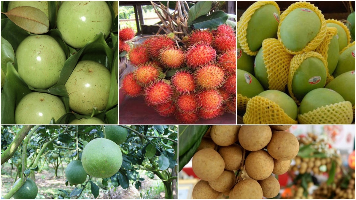 Điểm danh 7 loại trái cây Việt Nam được phép nhập khẩu vào Hoa Kỳ - Ảnh 3.