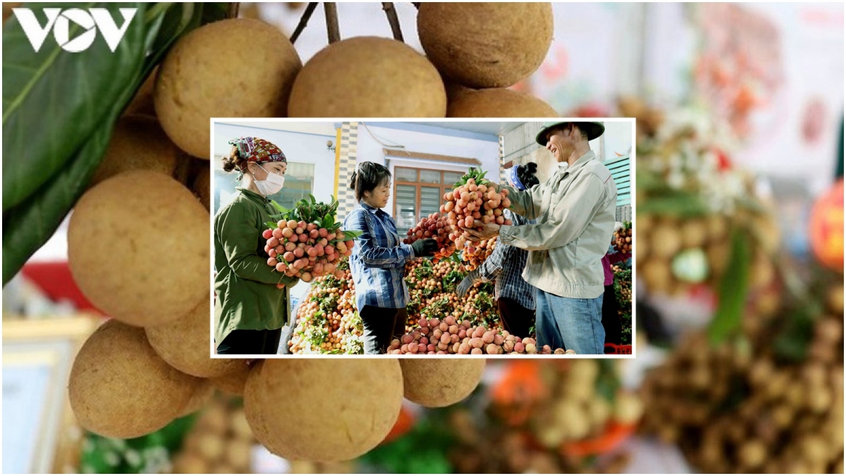 Điểm danh 7 loại trái cây Việt Nam được phép nhập khẩu vào Hoa Kỳ - Ảnh 7.
