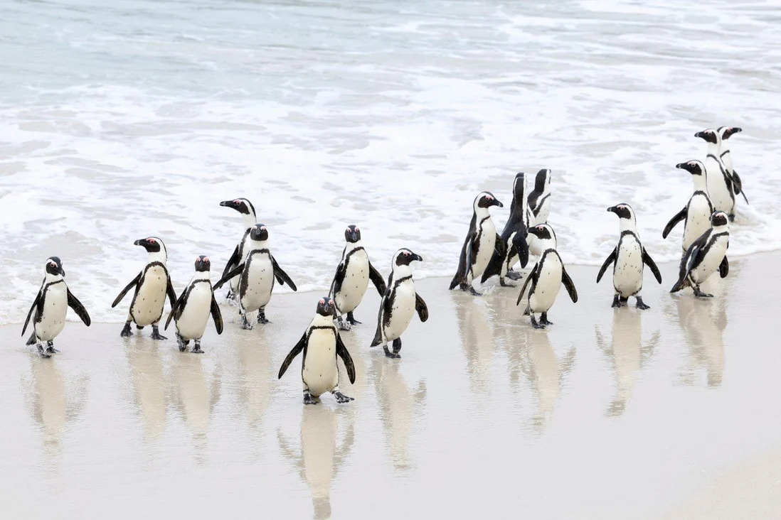 Nhiều chim cánh cụt chết vì cúm gia cầm ở Nam Phi