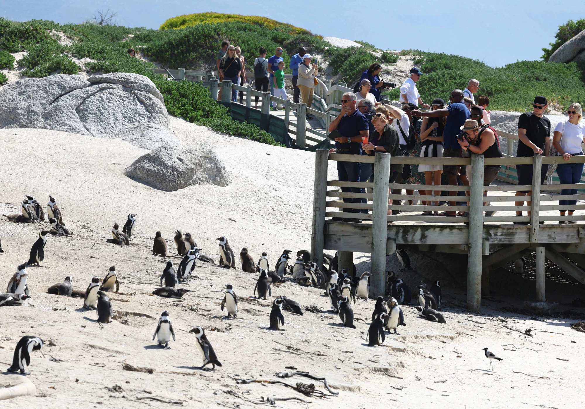 Nhiều chim cánh cụt chết vì cúm gia cầm ở Nam Phi - Ảnh 2.