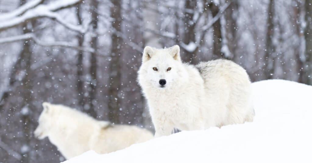 Khám phá bí mật của loài chó sói Bắc Cực - Ảnh 5.