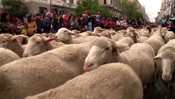 Hàng ngàn con cừu tràn vào trung tâm thủ đô Tây Ban Nha - Ảnh 1.