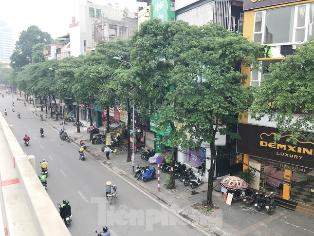 Hà Nội sắp di chuyển loạt cây hoa sữa cổ thụ khỏi phố Nguyễn Chí Thanh? - Ảnh 1.