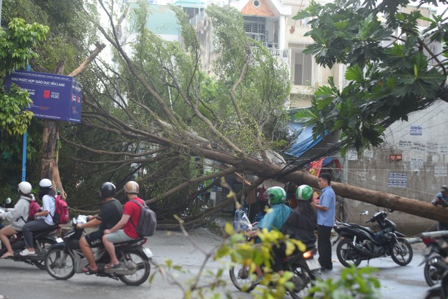 Cây xanh bật gốc quật ngã cột điện trong cơn mưa dông ở TPHCM - Ảnh 3.