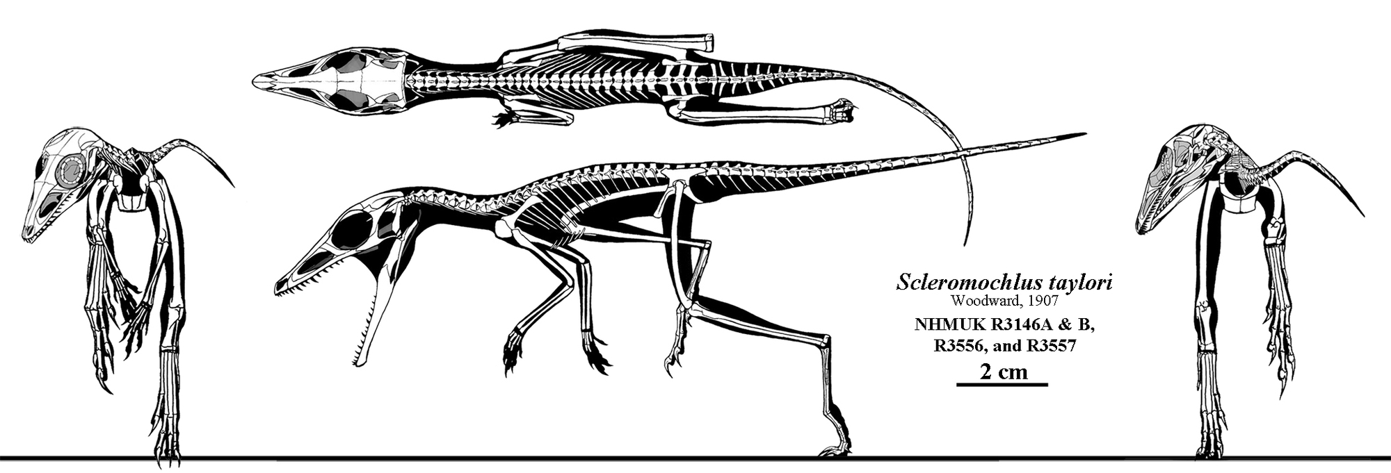 Scleromochlus taylori: Loài bò sát tí họ của kỷ Trias, có họ hàng gần với Pterosaurs - Ảnh 2.