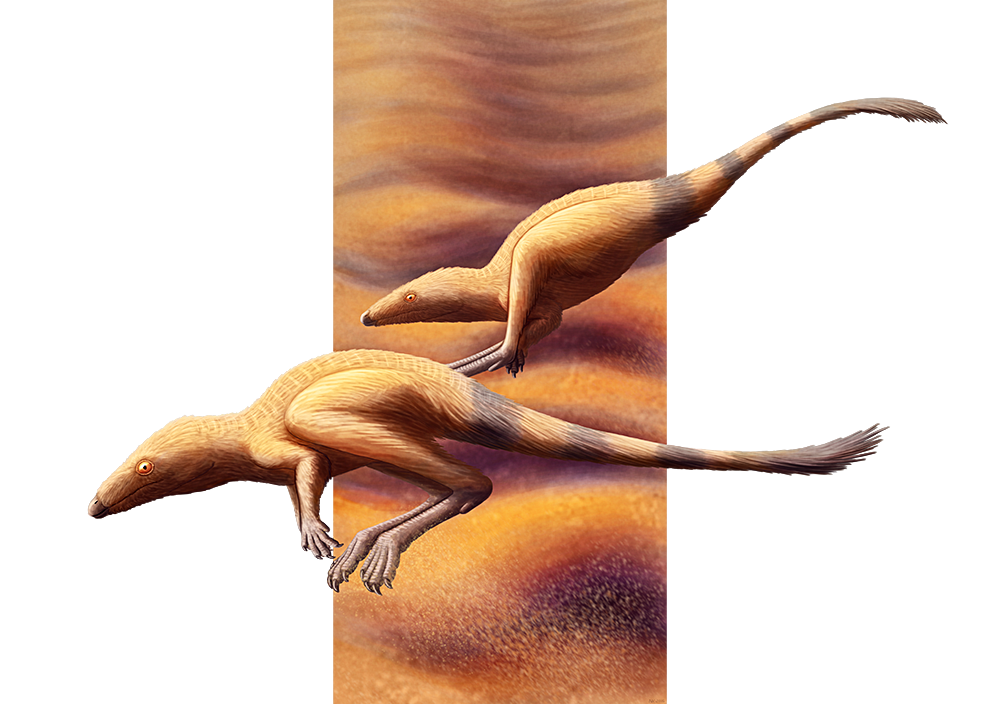 Scleromochlus taylori: Loài bò sát tí họ của kỷ Trias, có họ hàng gần với Pterosaurs - Ảnh 4.
