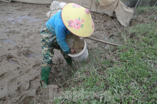 Độc chiêu săn cáy bằng cốc nhựa và ruốc hôi - Ảnh 9. Độc chiêu săn cáy bằng cốc nhựa và ruốc hôi - Ảnh 9.
