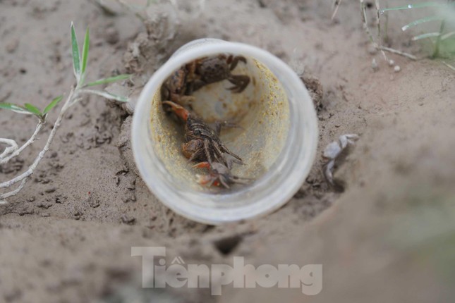 Độc chiêu săn cáy bằng cốc nhựa và ruốc hôi - Ảnh 10. Độc chiêu săn cáy bằng cốc nhựa và ruốc hôi - Ảnh 10.