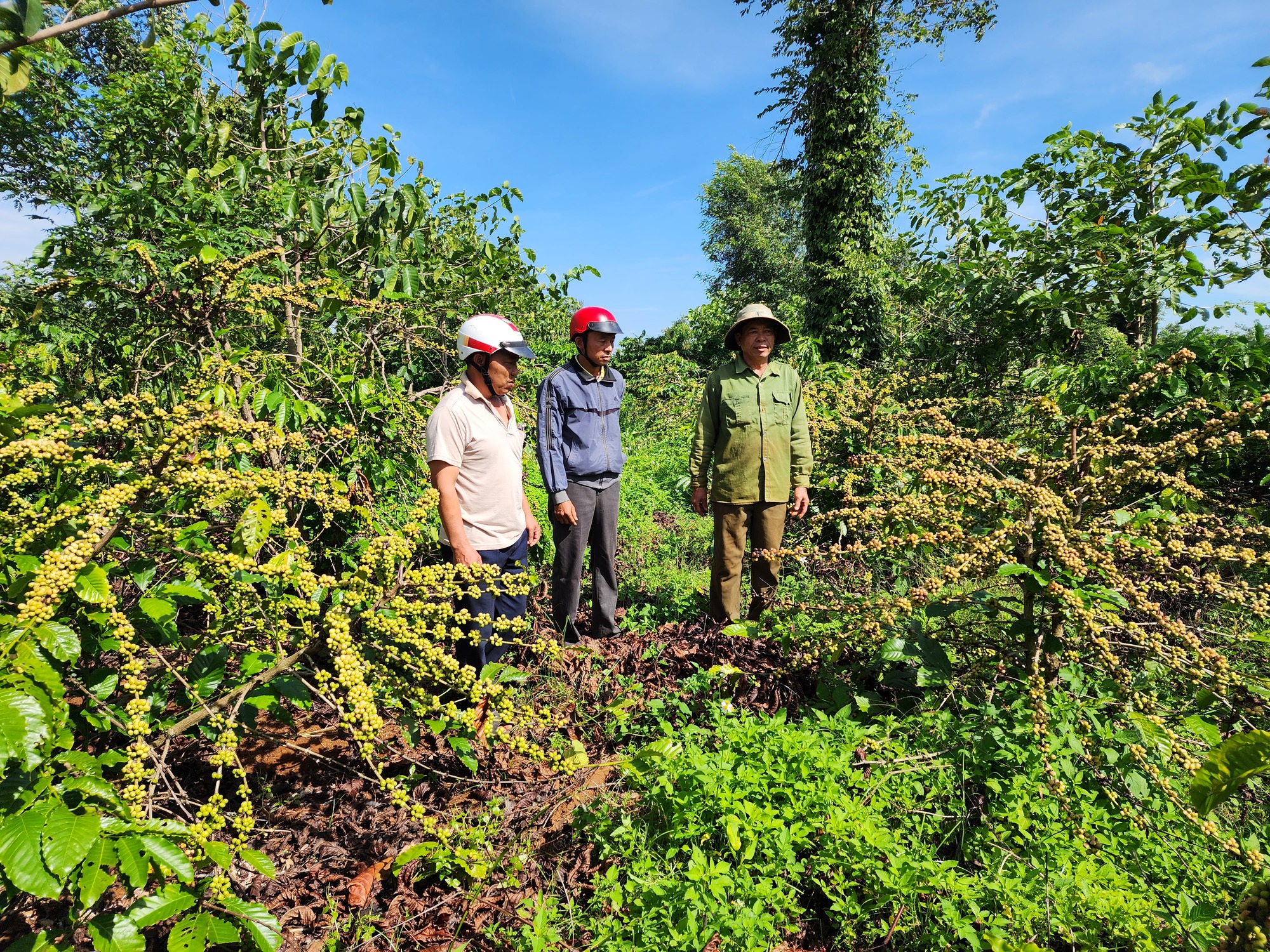 Hàng chục hộ dân tranh chấp bồi thường với công ty cà phê tại dự án đường ngàn tỉ - Ảnh 1.