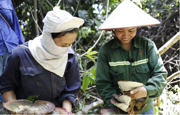 Cao Vị Nhân - nguyên liệu chuẩn tự nhiên, không chất bảo quản - Ảnh 1.