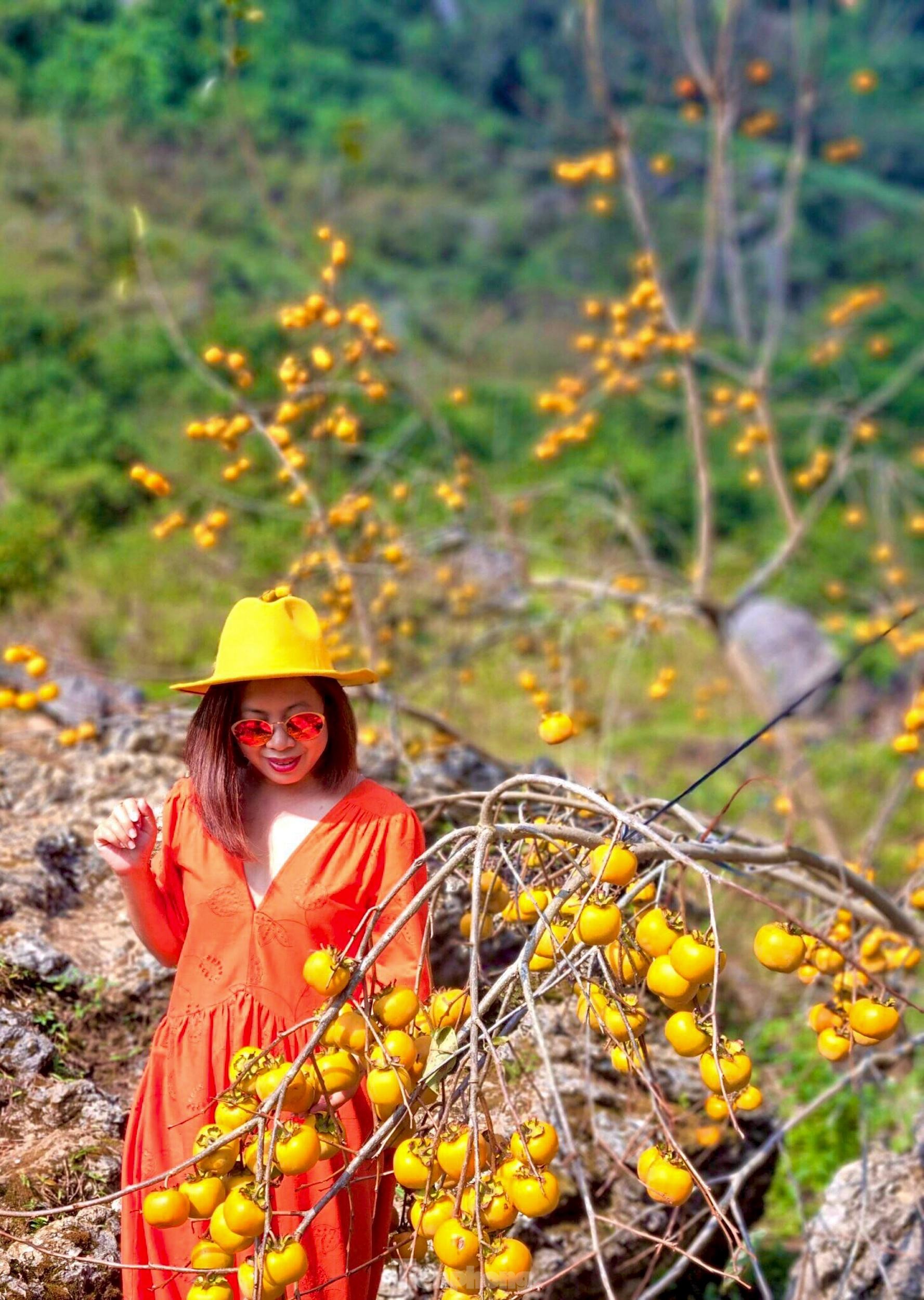 Mê mẩn ngắm mùa hồng chín trĩu quả trên cao nguyên Mộc Châu - Ảnh 10.