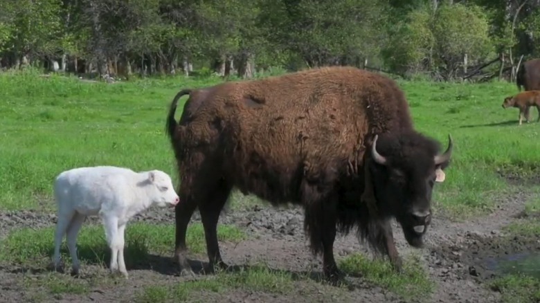 Vì sao bò rừng trắng lại được coi là biểu tượng thiêng liêng của bộ tộc Lakota - Ảnh 2.