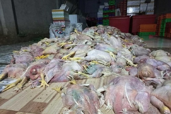 Phát hiện hơn 2,2 tấn gà chết chuẩn bị bán cho cơ sở chế biến giò, chả - Ảnh 1.