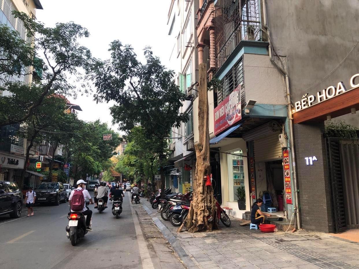 Loạt cây xanh chết trên đường phố Hà Nội nghi do đầu độc - Ảnh 2.