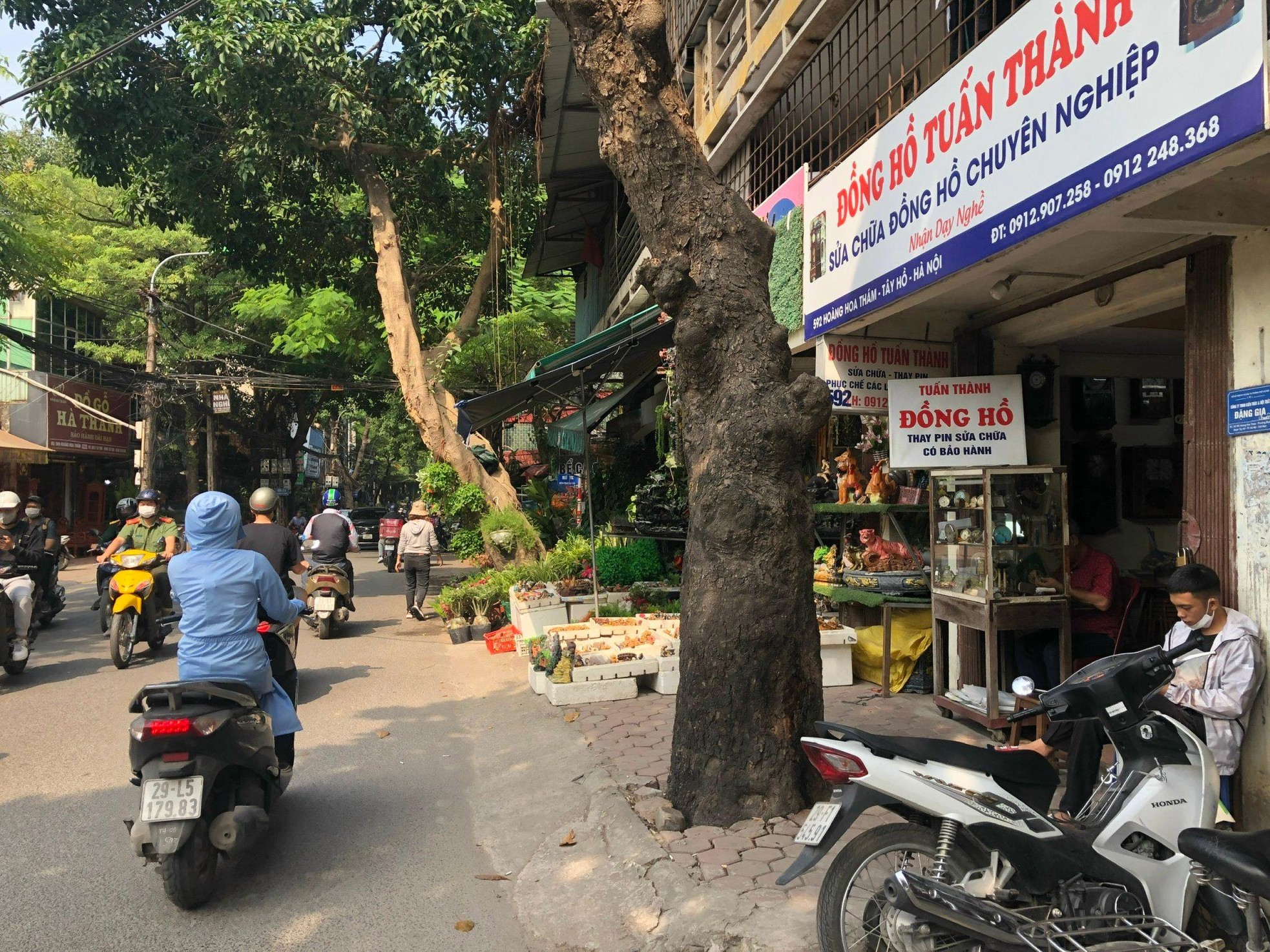 Loạt cây xanh chết trên đường phố Hà Nội nghi do đầu độc - Ảnh 8.