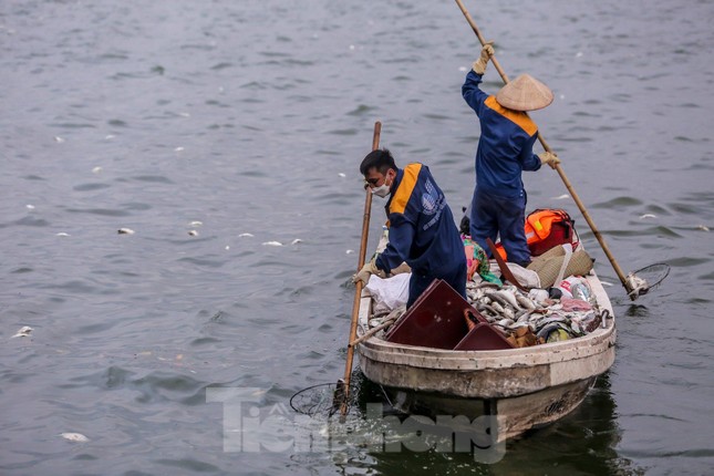 Hà Nội sẽ đánh bắt, giảm mật độ cá trong hồ Tây - Ảnh 1.