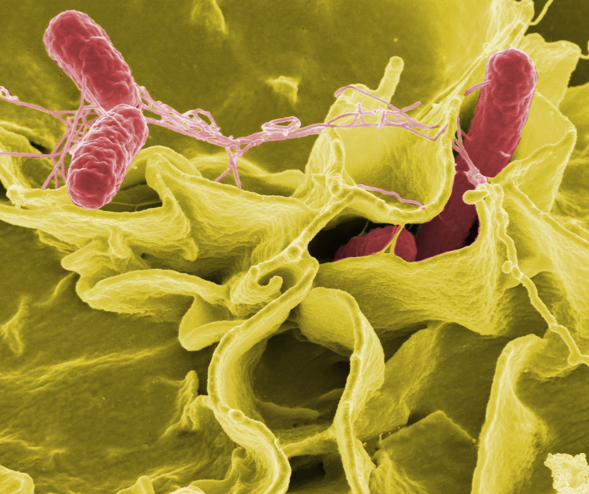 Vi khuẩn salmonella có thể lây lan ngay từ cách bảo quản thực phẩm, làm ngay việc này để tránh biến tủ lạnh thành ổ vi khuẩn - Ảnh 1.