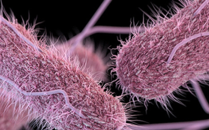 Vi khuẩn Salmonella nguy hiểm thế nào?