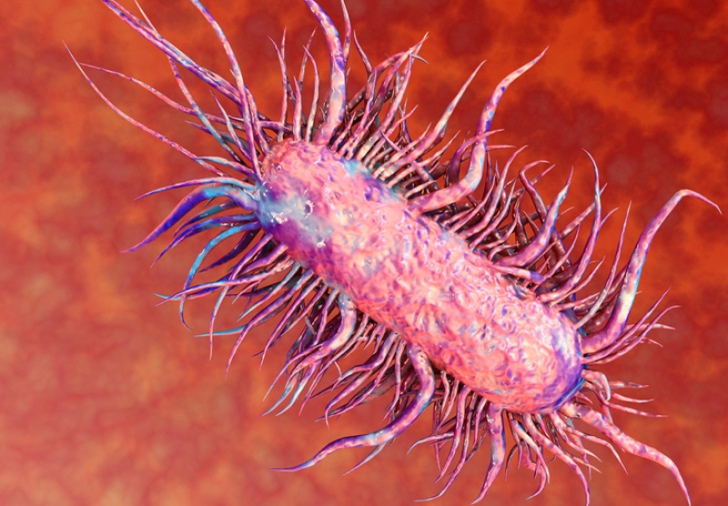 20200506_vi-khuan-e.coli.jpg.png