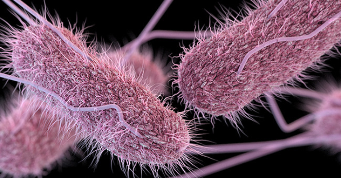 Vi khuẩn Salmonella nguy hiểm thế nào? - Ảnh 1.