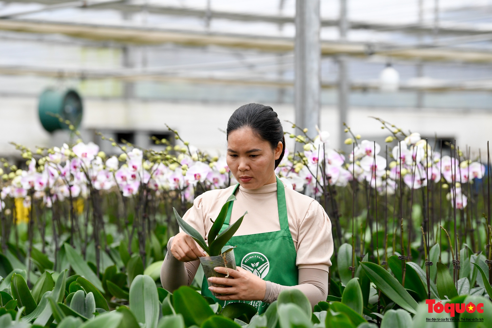 Hoa hồng Mê Linh sẵn sàng khoe sắc tại Fesival hoa lớn nhất Thủ đô - Ảnh 20.