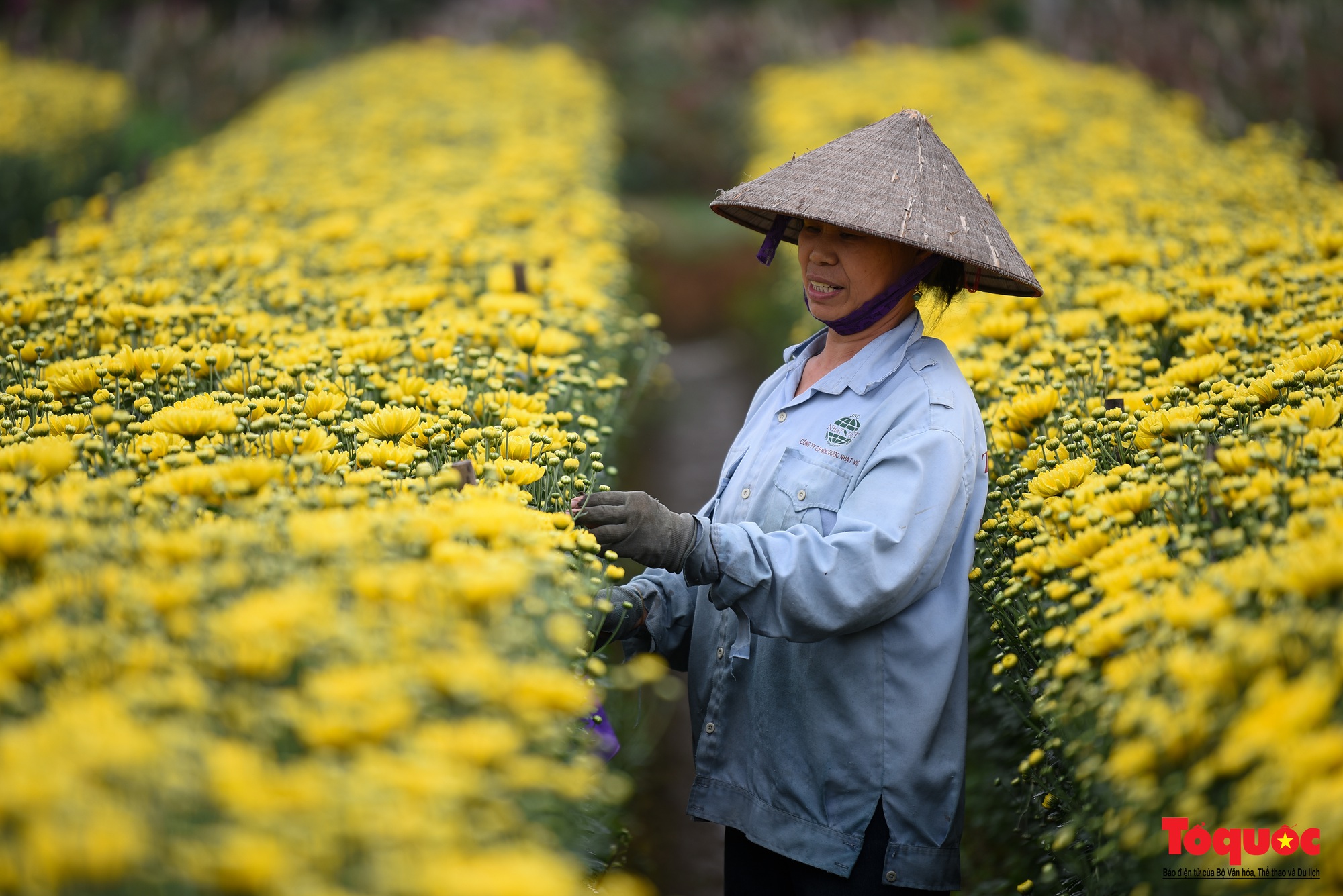 Hoa hồng Mê Linh sẵn sàng khoe sắc tại Fesival hoa lớn nhất Thủ đô - Ảnh 19.