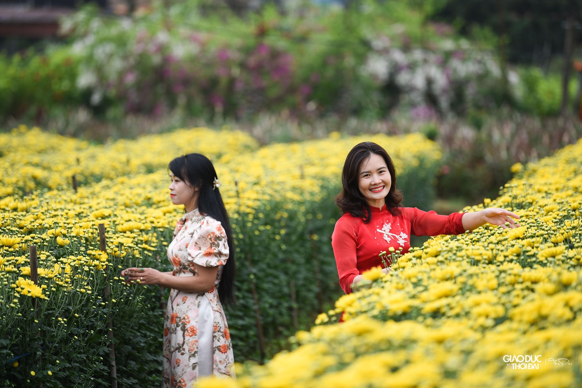 &quot;Thủ phủ&quot; hoa Mê Linh rực rỡ khoe sắc trước thềm Festival hoa lần đầu tiên - Ảnh 11.