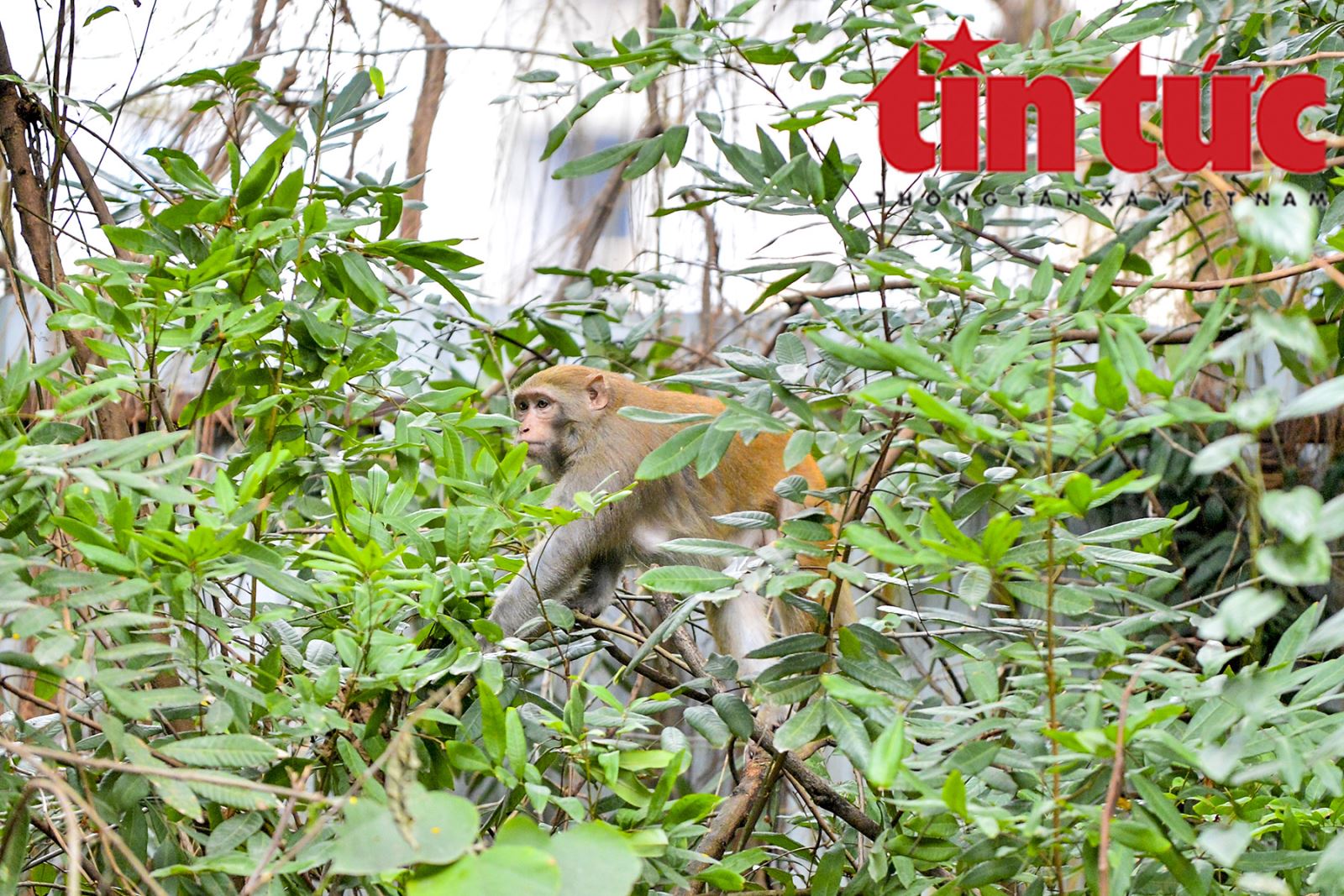 Truy bắt khỉ hoang quậy phá trong bãi đỗ xe Duy Tân (Hà Nội) - Ảnh 5. Truy bắt khỉ hoang quậy phá trong bãi đỗ xe Duy Tân (Hà Nội) - Ảnh 5.