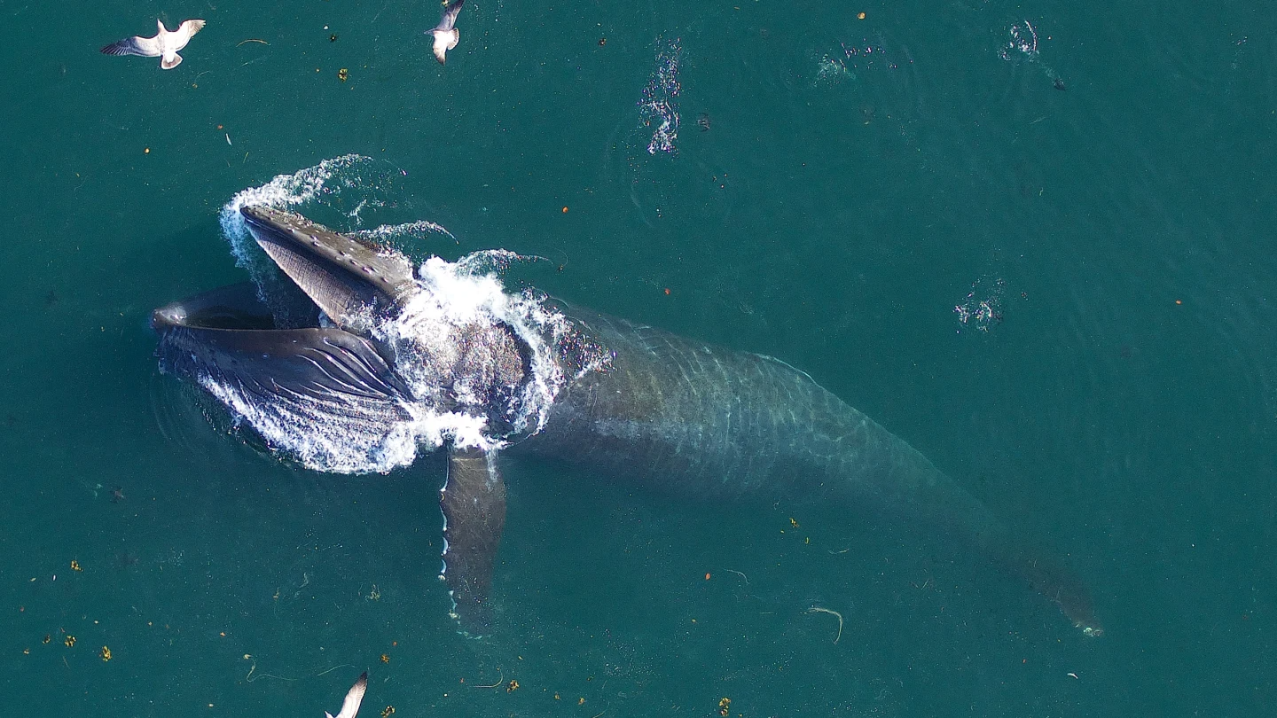 Ăn phải 10 triệu mảnh vi nhựa mỗi ngày, số phận của những chú cá voi lớn nhất thế giới sẽ đi về đâu? - Ảnh 3.