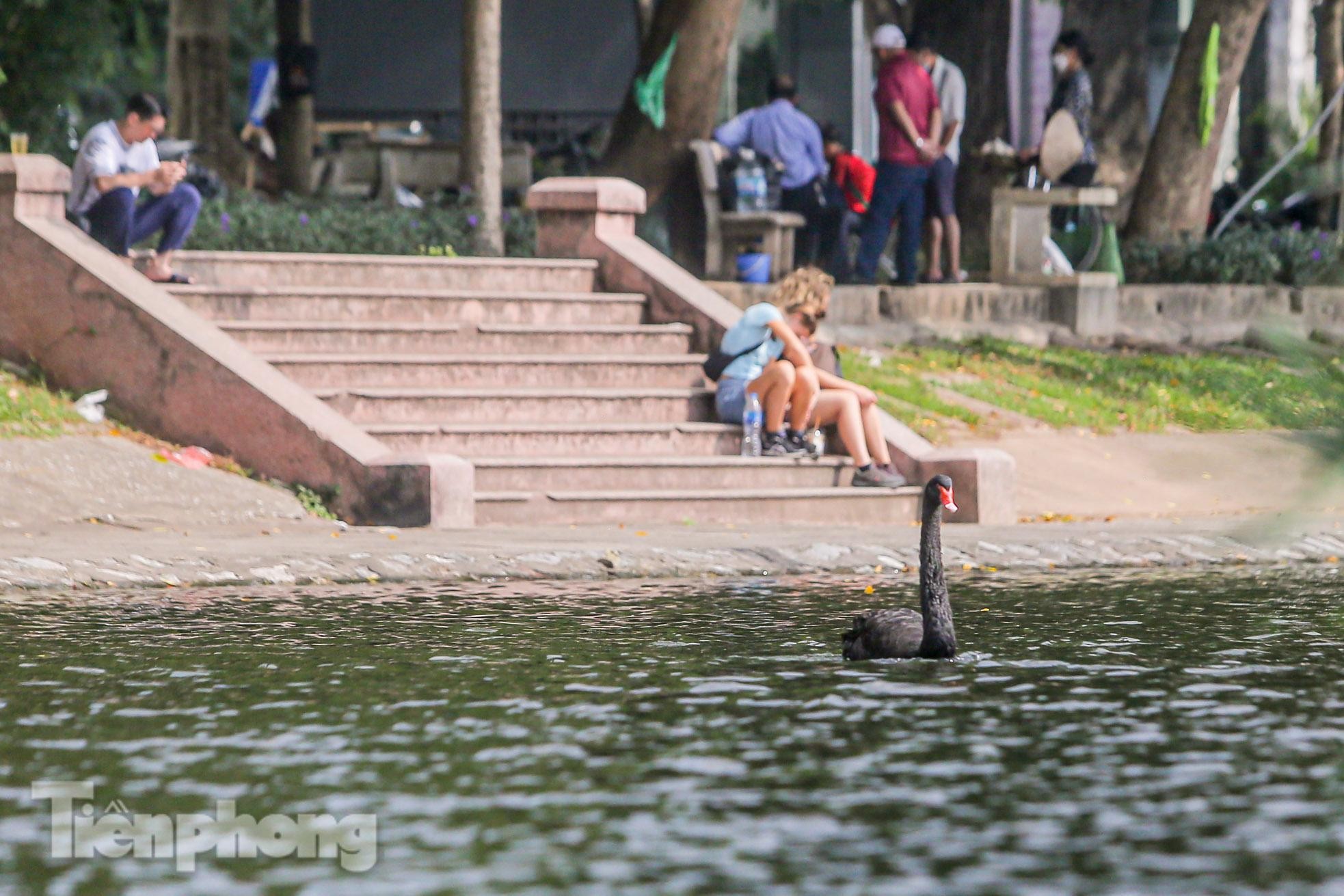 Cận cảnh những con thiên nga còn sót lại ở hồ Thiền Quang - Ảnh 10.