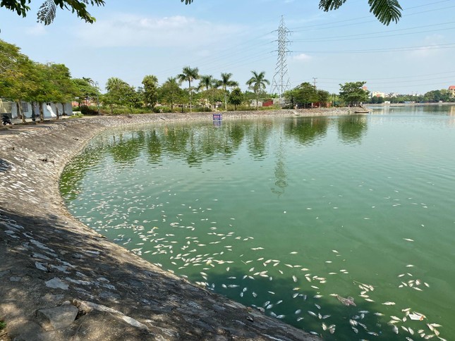 Cá chết trắng hồ điều hòa lớn nhất ở trung tâm TP Hải Phòng - Ảnh 1.