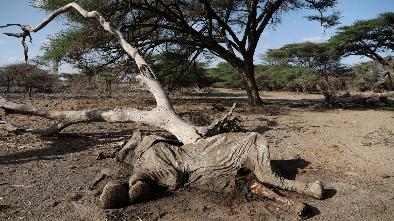 Hạn hán đã giết chết hơn 200 con voi Kenya trong 10 tháng - Ảnh 1.