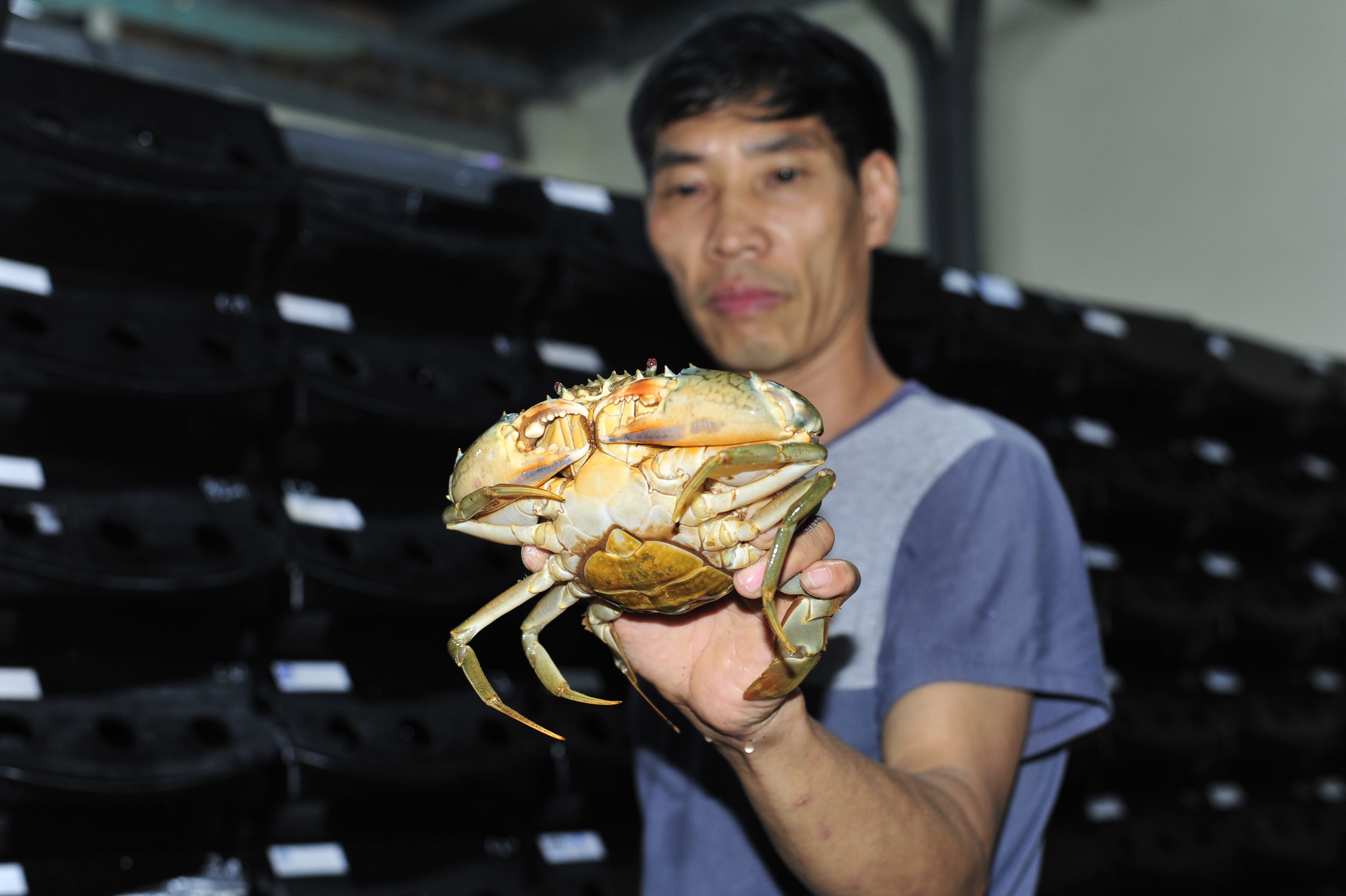 Người đàn ông Ninh Bình táo bạo đầu tư hàng trăm triệu để nuôi cua biển... trong hộp nhựa - Ảnh 10.