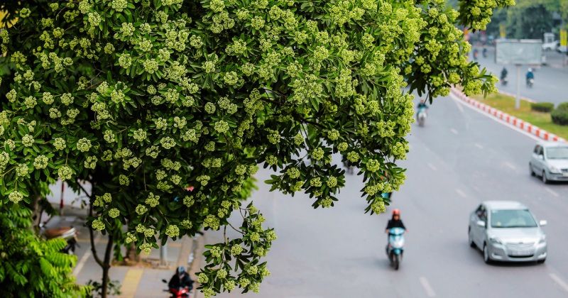 Từ hàng cây hoa sữa, nhìn lại những lần 'biến hình' của đường Nguyễn Chí Thanh - con đường từng đẹp nhất Việt Nam - Ảnh 1.