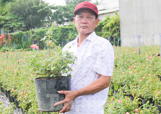 Ngắm vườn sâm quý 'tiến vua' ở Bình Định cho thu nhập hàng trăm triệu đồng - Ảnh 3.