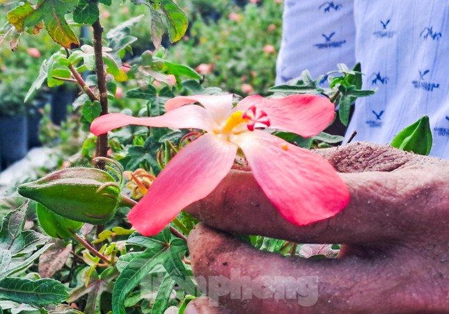 Ngắm vườn sâm quý 'tiến vua' ở Bình Định cho thu nhập hàng trăm triệu đồng - Ảnh 6.