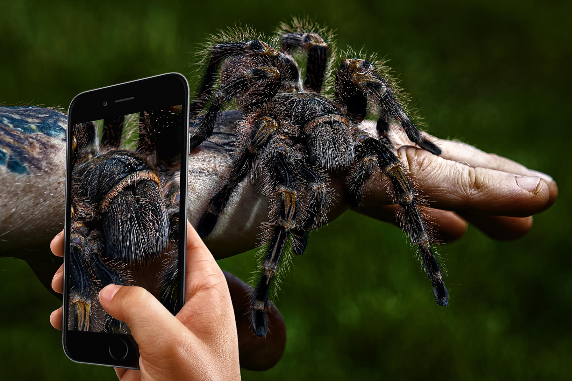 Loài nhện khổng lồ này có kích thước bằng một con chó con! - Ảnh 3.