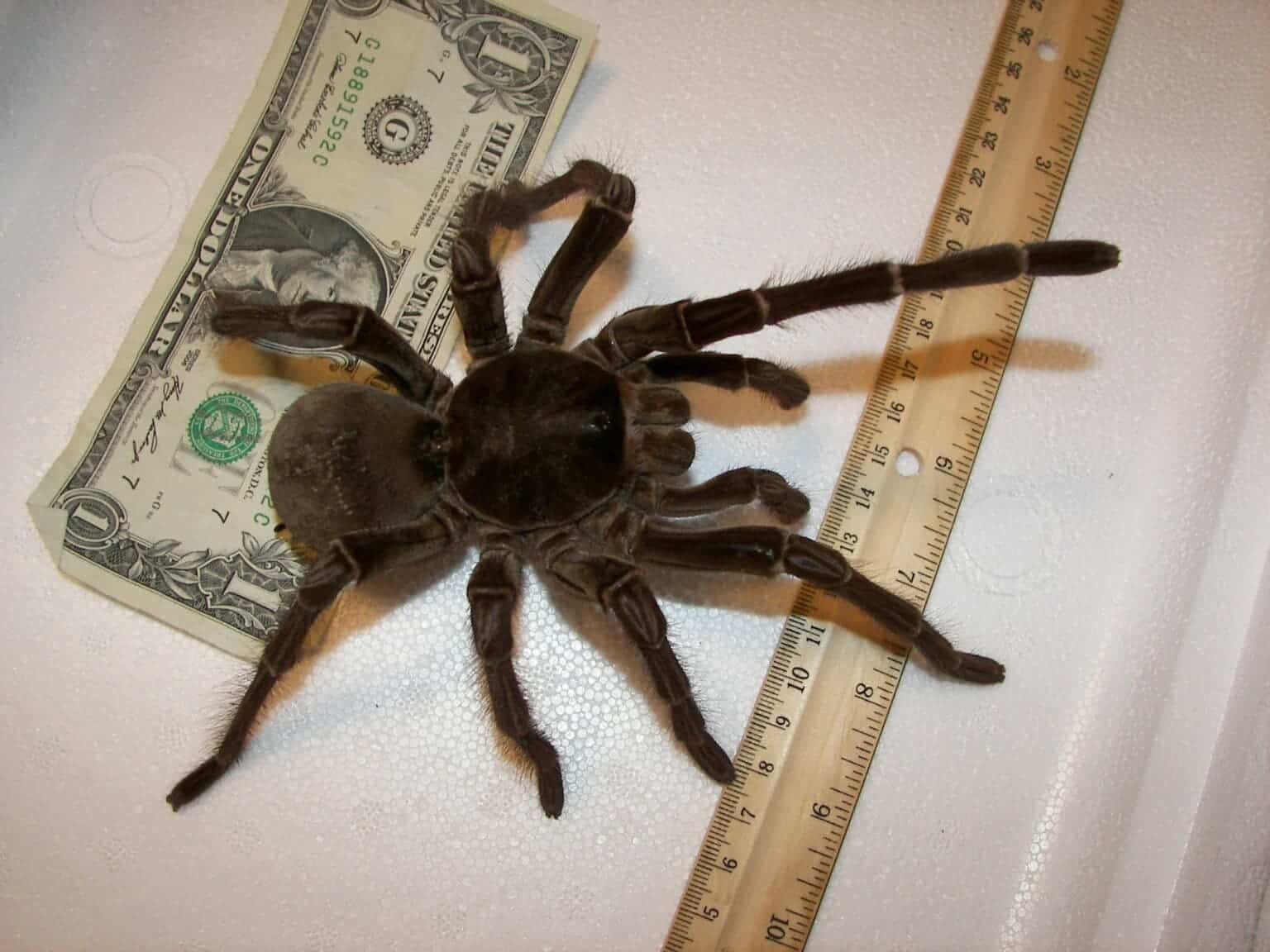 Loài nhện khổng lồ này có kích thước bằng một con chó con! - Ảnh 1.