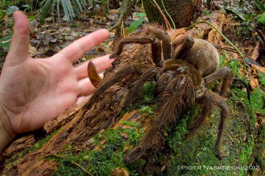 Loài nhện khổng lồ này có kích thước bằng một con chó con! - Ảnh 2.