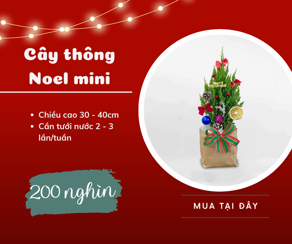 5 sản phẩm trang trí giá từ 50 nghìn mà &quot;thổi hồn&quot; cho không gian sống nhà bạn dịp Giáng sinh  - Ảnh 4.